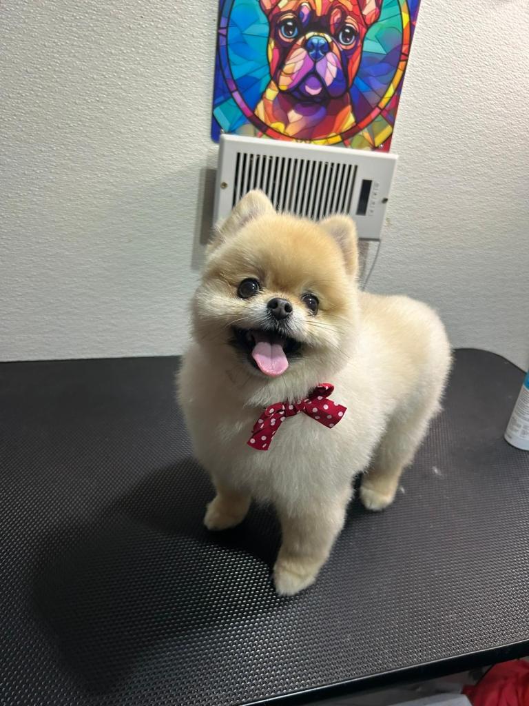 A small, cream-colored dog with a red, polka dot bow, positioned in a grooming room.